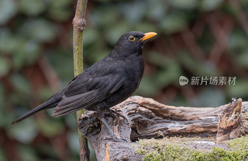 栖息在树枝上的黑鸟(Turdus merula)